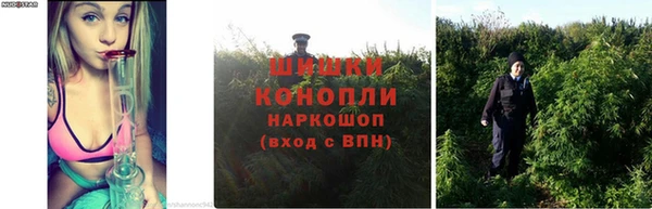 ГАЛЛЮЦИНОГЕННЫЕ ГРИБЫ Инта